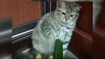 娱乐吃瓜酱小猫,揭秘娱乐圈那些不为人知的幕后故事