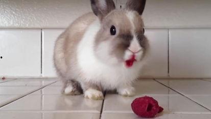 娱乐吃瓜兔子视频下载